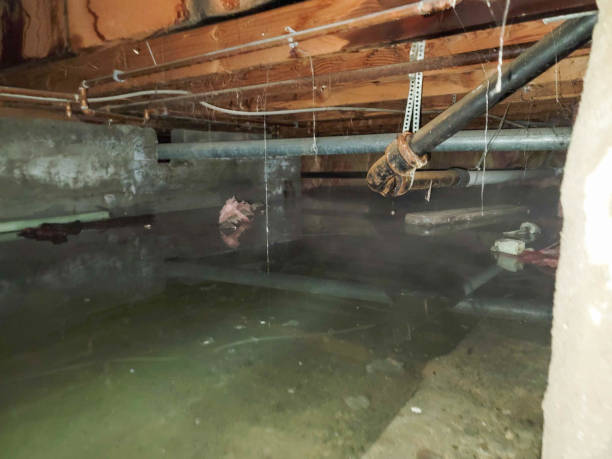 Best Water damage contractors near me  in Meggett, SC