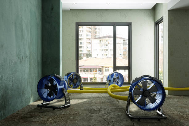 Best Professional water damage repair  in Meggett, SC